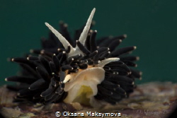 Nudibranch Phestilla melanobrachia by Oksana Maksymova 